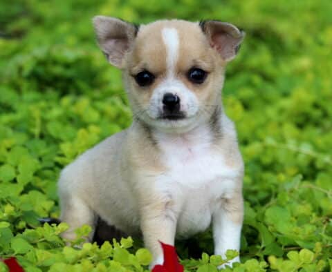 Charlie Chihuahua2