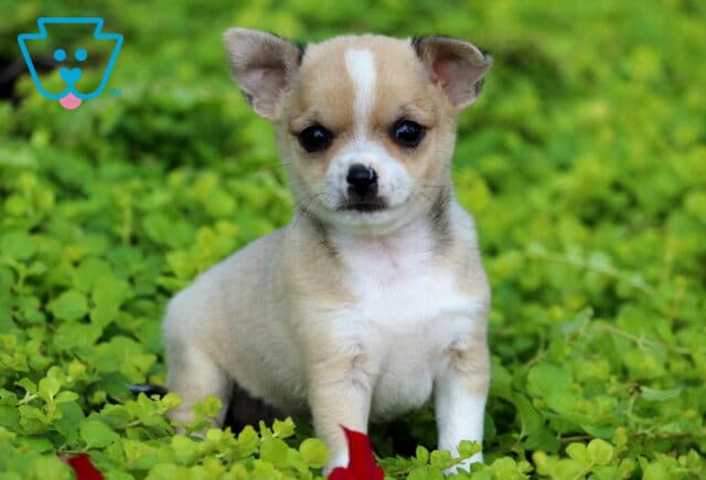 Charlie Chihuahua2 image