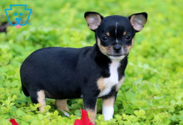 Charlotte Chihuahua image