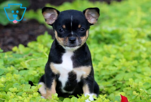 Charlotte Chihuahua2 image