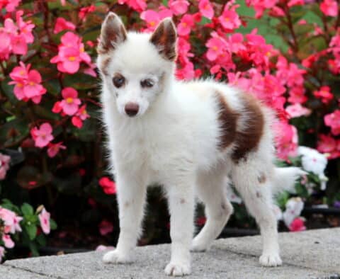 Adorable Pomsky puppy with a fluffy white coat and brown patches standing on stone pavement in front of bright pink flowers.