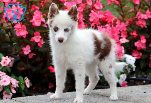 Adorable Pomsky puppy with a fluffy white coat and brown patches standing on stone pavement in front of bright pink flowers. image