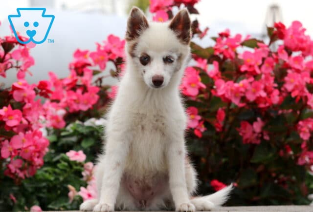 Fluffy white Pomsky puppy with brown markings on its face sitting on stone pavement in front of bright pink flowers. image
