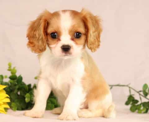 Adorable Cavalier King Charles Spaniel puppy with soft tan and white fur sitting beside a large sunflower, gazing sweetly at the camera with big round eyes.