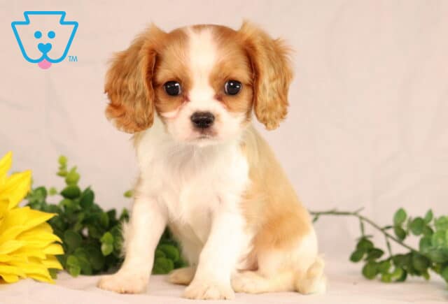 Adorable Cavalier King Charles Spaniel puppy with soft tan and white fur sitting beside a large sunflower, gazing sweetly at the camera with big round eyes. image