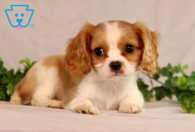 Sweet Cavalier King Charles Spaniel puppy with chestnut and white fur lying down on a light surface, looking forward with wide, expressive eyes and green leaves in the background. image