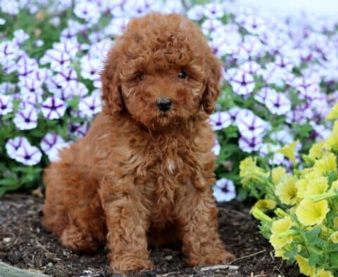 Curly red Mini Poodle puppy sitting in garden soil with purple petunias and yellow flowers in the background.