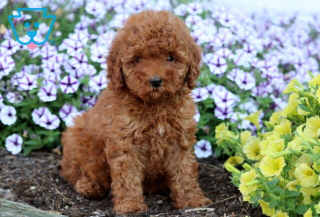 Curly red Mini Poodle puppy sitting in garden soil with purple petunias and yellow flowers in the background. image
