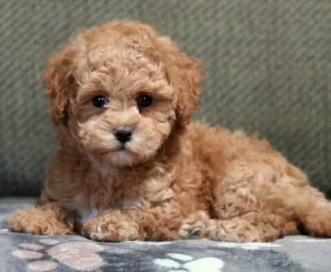 Chili Bichpoo