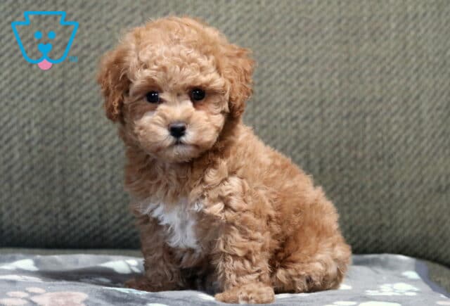 Chili Bichpoo2 image