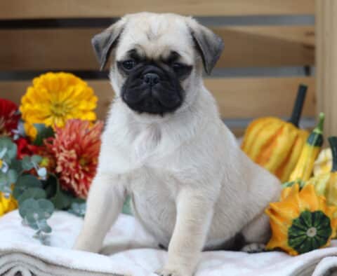 Fawn Pug puppy with a dark face mask sitting on a blanket surrounded by bright yellow, red flowers, and decorative gourds for a fall-themed setting.