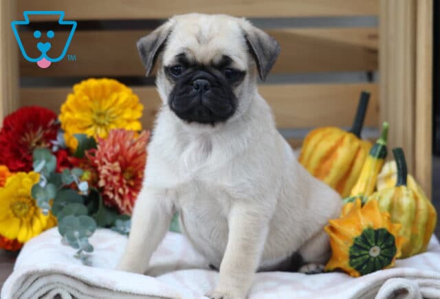 Fawn Pug puppy with a dark face mask sitting on a blanket surrounded by bright yellow, red flowers, and decorative gourds for a fall-themed setting. image