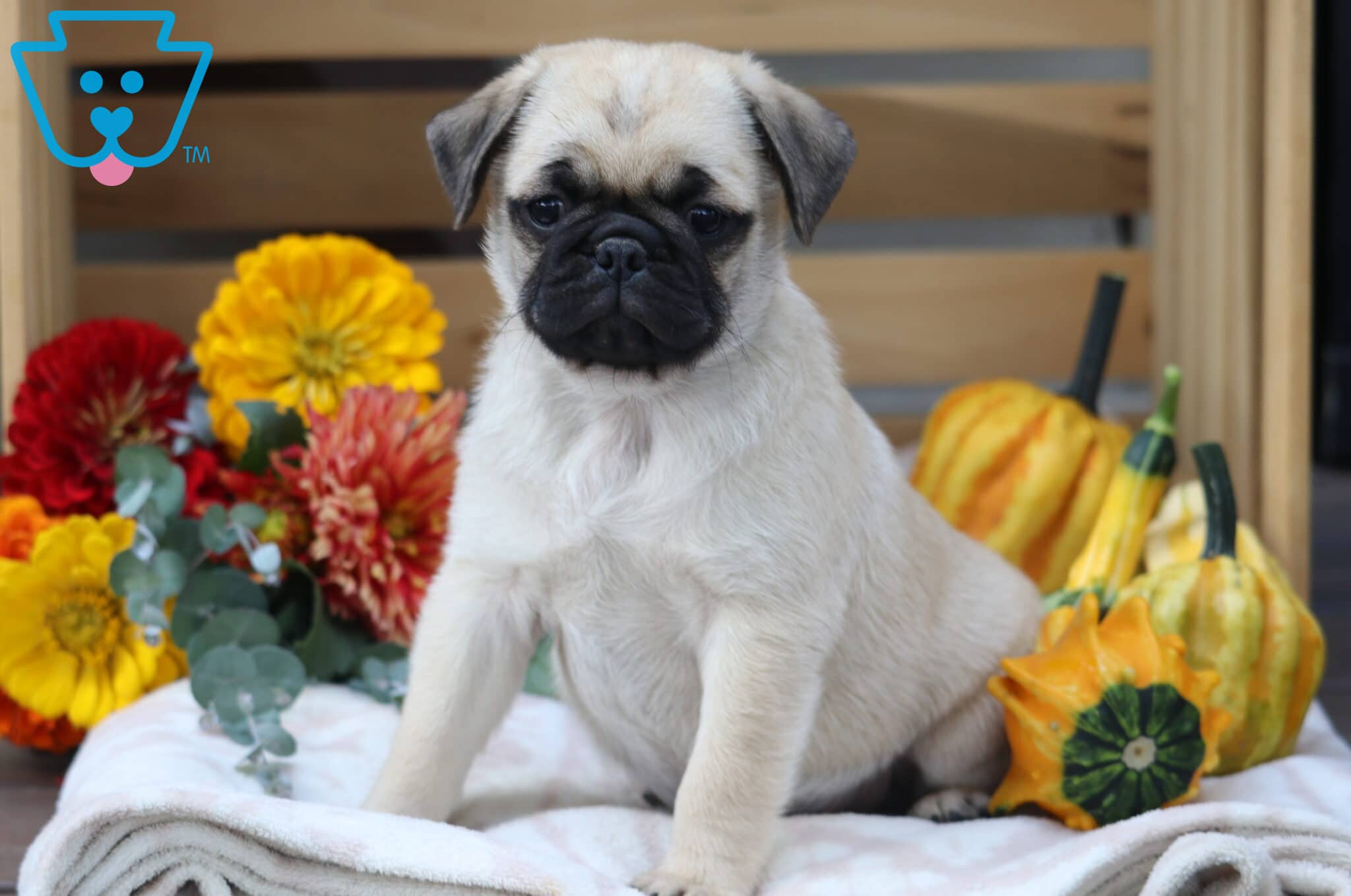 Full Grown Mini Pugs Near Me Teacup Cute Pugs For Sale Cute Teacup Pug Full  Grown, image size:2048x1359
