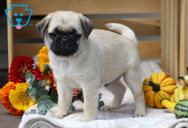 Fawn Pug puppy with a black face mask standing proudly on a blanket, surrounded by colorful fall flowers and decorative gourds in a seasonal display. image