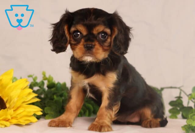 Sweet Cavalier King Charles Spaniel puppy with black and tan markings sitting beside a bright yellow sunflower, gazing forward with big round eyes. image