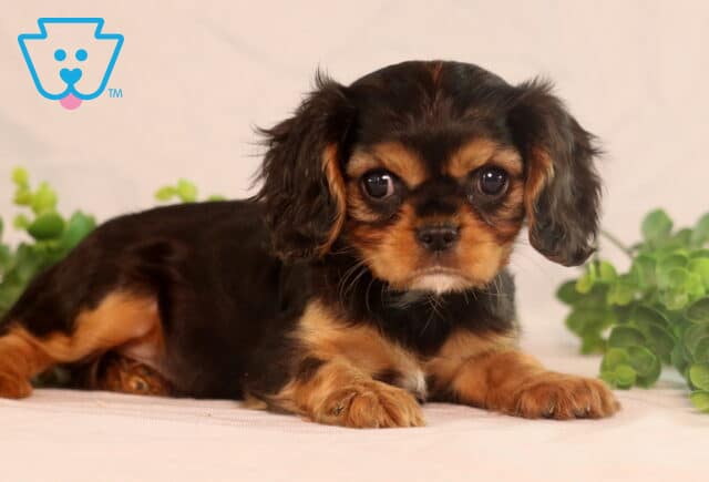 Adorable black and tan Cavalier King Charles Spaniel puppy lying down with front paws stretched out, gazing forward with big soulful eyes beside green foliage. image