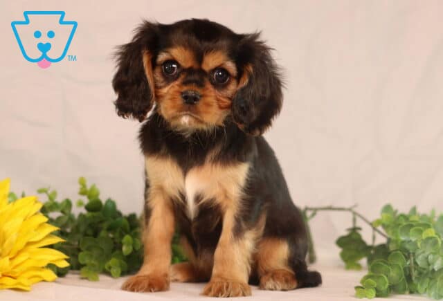 Charming black and tan Cavalier King Charles Spaniel puppy sitting upright with a small white patch on its chest, surrounded by greenery and a bright yellow sunflower. image