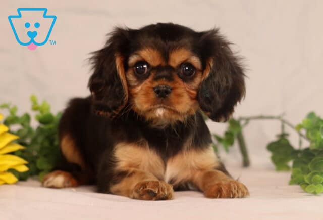 Cute black and tan Cavalier King Charles Spaniel puppy lying down with front paws crossed, looking sweet and calm with big round eyes beside greenery and a sunflower. image