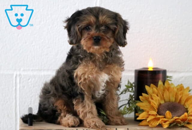 Tri-colored Cavapoo puppy with black, tan, and white fur sitting indoors on a wooden surface beside a lit candle and a bright yellow sunflower decoration. image