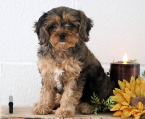 Adorable tri-colored Cavapoo puppy with fluffy black, tan, and white fur sitting indoors on a wooden surface, next to a glowing candle and a large artificial sunflower decoration.