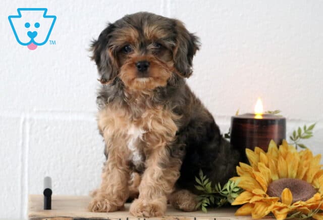 Adorable tri-colored Cavapoo puppy with fluffy black, tan, and white fur sitting indoors on a wooden surface, next to a glowing candle and a large artificial sunflower decoration. image