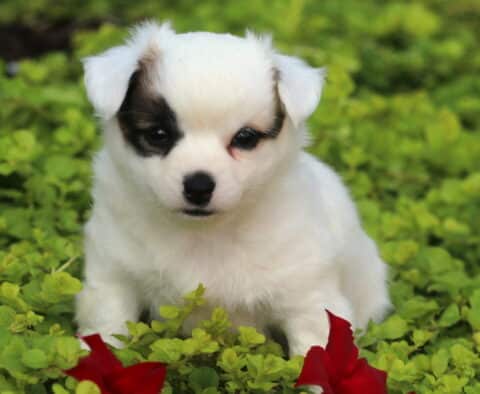 Comet Chihuahua2