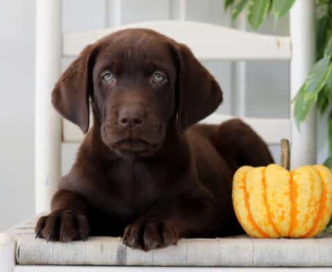 Comet Lab