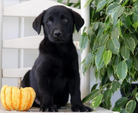 Cooper Lab2