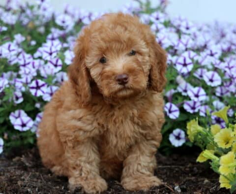 Fluffy apricot Mini Poodle puppy with soft curls sitting in a garden bed surrounded by purple and yellow flowers.