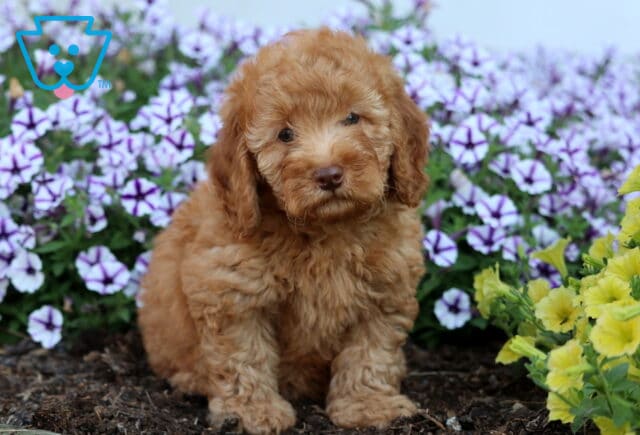 Fluffy apricot Mini Poodle puppy with soft curls sitting in a garden bed surrounded by purple and yellow flowers. image