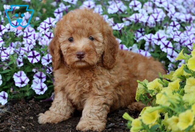 Adorable apricot Mini Poodle puppy with fluffy curls laying in a garden bed next to yellow and purple flowers. image