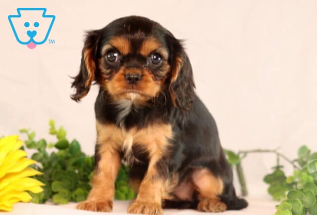 Black and tan Cavalier King Charles Spaniel puppy sitting upright with a sweet, gentle expression, placed beside a bright yellow sunflower and green leaves. image
