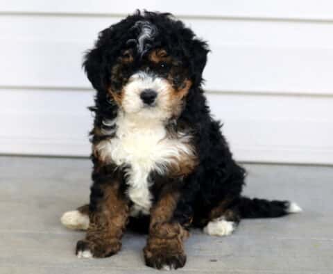 Curly-coated Mini Bernedoodle puppy with black, white, and tan markings sitting on a porch looking forward.