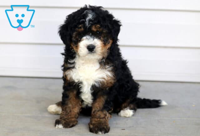 Curly-coated Mini Bernedoodle puppy with black, white, and tan markings sitting on a porch looking forward. image