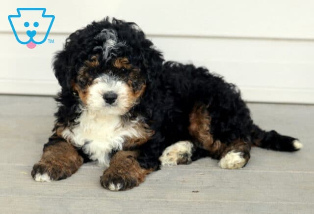 Mini Bernedoodle puppy with curly black fur, white chest, and tan accents lying down on a porch floor. image