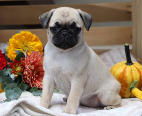Adorable fawn Pug puppy sitting on a soft blanket, surrounded by bright fall flowers and festive gourds in a cozy seasonal display.