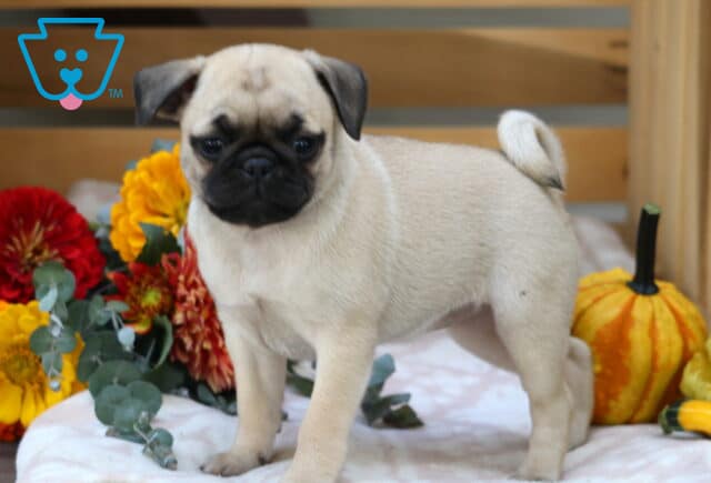 Playful fawn Pug puppy standing confidently on a blanket, with bright fall flowers and gourds in the background. image
