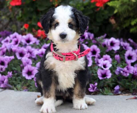 Adorable Mini Bernedoodle puppy with curly tri-color coat wearing a pink collar, sitting in front of purple flowers.