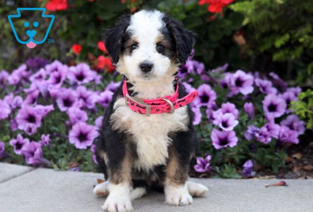 Adorable Mini Bernedoodle puppy with curly tri-color coat wearing a pink collar, sitting in front of purple flowers. image