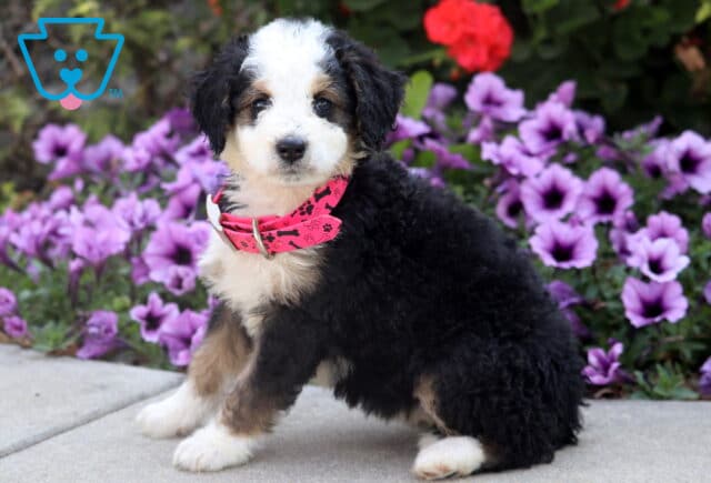 Curly-coated tri-color Mini Bernedoodle puppy wearing a pink collar sitting on pavement with purple flowers behind. image