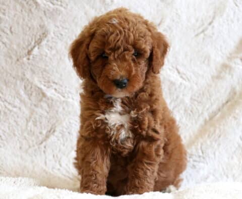 Daisy Mini Goldendoodle