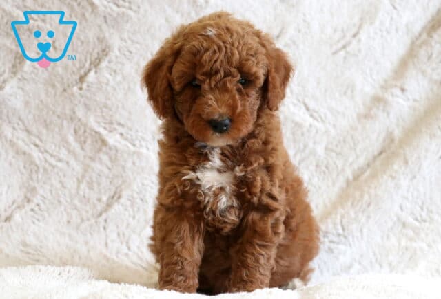 Daisy Mini Goldendoodle image