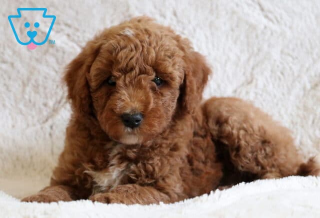 Daisy Mini Goldendoodle2 image