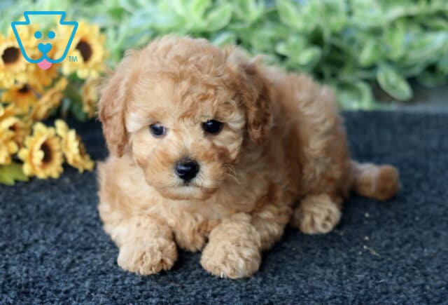 Dakota Bichpoo image