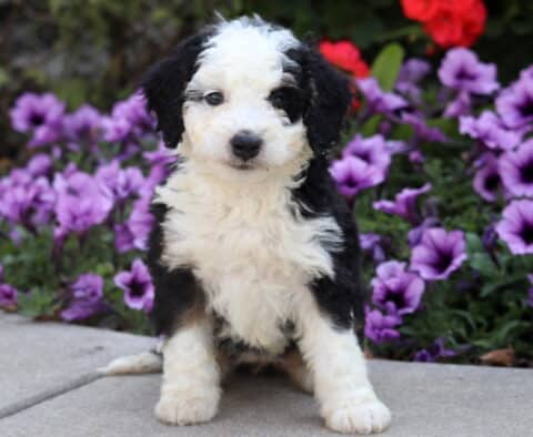 Curly black and white Mini Bernedoodle puppy with fluffy coat sitting on pavement with purple flowers behind.