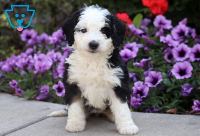 Curly black and white Mini Bernedoodle puppy with fluffy coat sitting on pavement with purple flowers behind. image