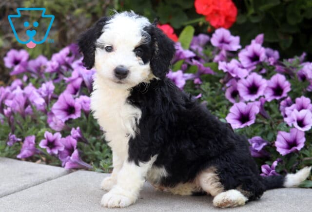 Black and white Mini Bernedoodle puppy with fluffy curls sitting on pavement in front of purple flowers. image