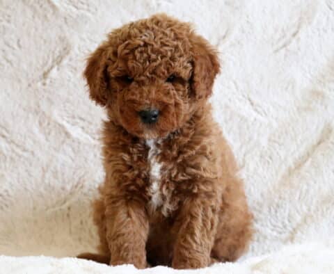 Dante Mini Goldendoodle