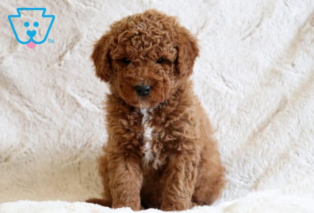Dante Mini Goldendoodle image