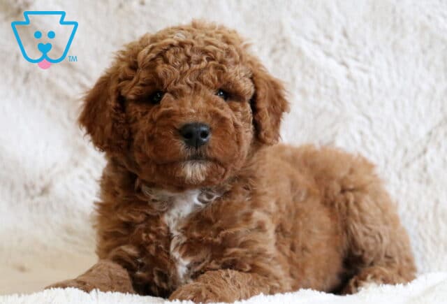Dante Mini Goldendoodle2 image